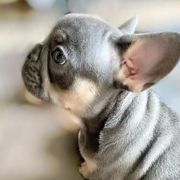 French Bulldog Puppies from LaFlorida Kennels