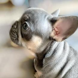 French Bulldog Puppies from LaFlorida Kennels