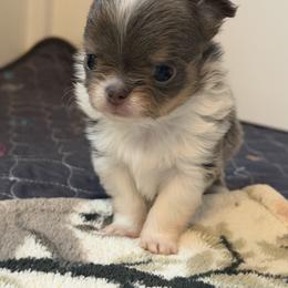 Frankie - Blue and tan male Chihuahua puppy in Newport Beach, California from Exotic City Pomeranians and chihuahuas