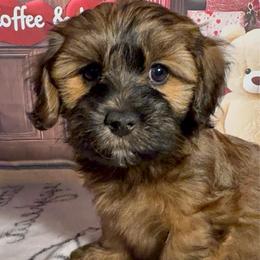 Clyde - Red sable male Havanese puppy in Clermont, Florida from Country Sweet Havanese and Creative Coaching