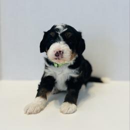 Avalanche-Green - Tri-color male Bernedoodle puppy in Casper, Wyoming from 307 Doodles