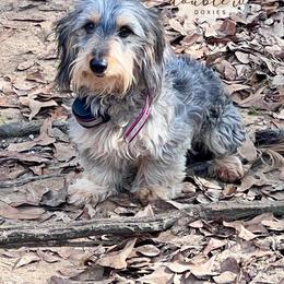 Skeeter - Dachshund