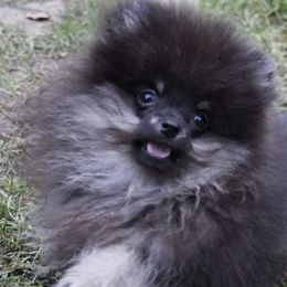 Pomeranians from Tokala