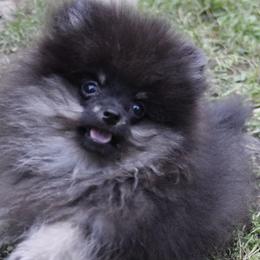 Pomeranians from Tokala