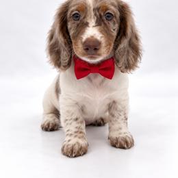Pumpkin - Dapple male Dachshund puppy in Illinois from William Rotsaert