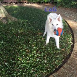 Berger Blanc Suisse and German Shepherd Puppies from Vom Hundhaus German Shepherds
