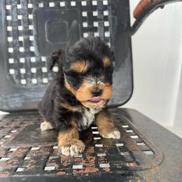 Blue Collar Black and Red - Black and silver male Miniature Schnauzer puppy in Scottsboro, Alabama from Whistling Dixie Schnauzers