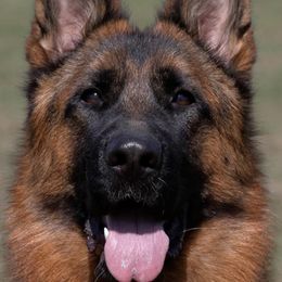 German Shepherds from von Nadar German Shepherds