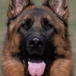 German Shepherds from von Nadar German Shepherds