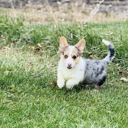 Riley - Blue merle and white male American Corgi puppy in Hale, Michigan from All Hale Corgis