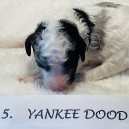 Goldendoodle Puppies from Goodland Doodles