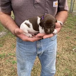 Boy 1 - Liver and white male German Shorthaired Pointer puppy in Garland, North Carolina from Echo Acres Farm