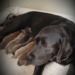 Char - Labrador Retriever