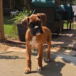 Justice - Fawn female Boxer puppy in Georgia from Stephanie’s Boxers