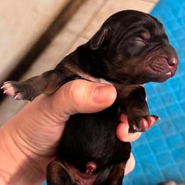 Female 2 - Black female Catahoula Leopard Dog puppy in Crestview, Florida from C4 Kennels of FL & AL
