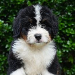 Avit - Tri-color male Bernedoodle puppy in Folsom, Louisiana from DoodlesFarmCo