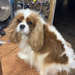 Suzy - Cavalier King Charles Spaniel
