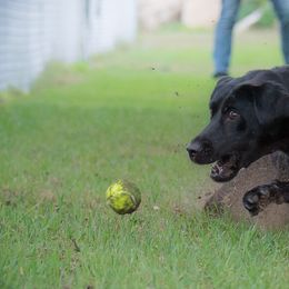 Labrador Retriever All Grown Up from Purpose Bred Labrador Retrievers