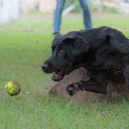 Labrador Retriever All Grown Up from Purpose Bred Labrador Retrievers