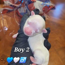 Maltese and Yorkshire Terrier Puppies from TLC Kennels TenderLittleCuties