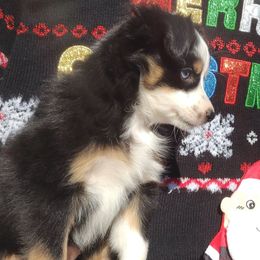 Junie. (Fka Candy) - Miniature Australian Shepherd puppy from ELSRi’s Crimson Cross Mini Aussies