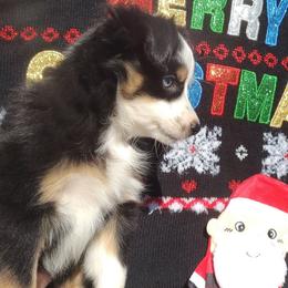 Junie. (Fka Candy) - Miniature Australian Shepherd puppy from ELSRi’s Crimson Cross Mini Aussies