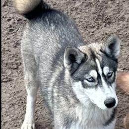 Dakota - Siberian Husky
