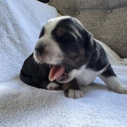 Chitiraya - Black tri female Miniature Australian Shepherd puppy in Gunnison, Colorado from McMillan Aussies