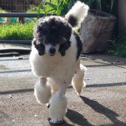 Minnie - Poodle