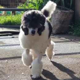 Minnie - Poodle