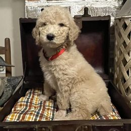 Poodles from Angies Standard Poodles