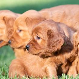 Golden Retrievers from Nelson Retrievers