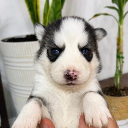 Knox - Black and white male Pomsky puppy in Harrodsburg, Kentucky from KY Pomsky Paws
