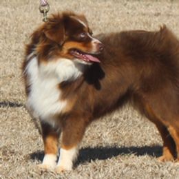 Georgia - Toy Australian Shepherd