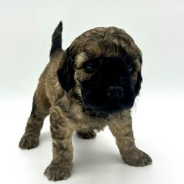 Cockapoos, Goldendoodles, and Poodles from Puppy Power Kennels