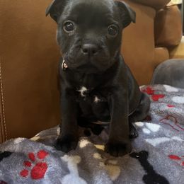 French Bulldog and Staffordshire Bull Terrier Puppies from Sincerity