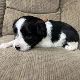 Zara (Orange) - Parti female Miniature Schnauzer puppy in Plaucheville, Louisiana from Honey Doux Southern Paws