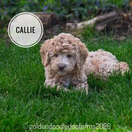 Callie - Caramel ice female Golden Aussiedoodle puppy in Hyrum, Utah from Goldendoodledoo Farms
