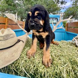 Boy 1 - Black and tan Bloodhound puppy in Vanderpool, Texas from Kiwi Hunting Services