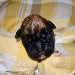 False Halo - Fawn female Boxer puppy in Selmer, Tennessee from RBF