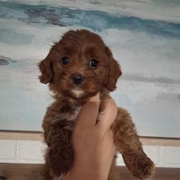 Buzz F1b - Red male Cavapoo puppy in Centerton, Arkansas from Velvet Paws Cavapoos
