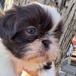 Zipp - Liver and white male Shih Tzu puppy in Bentonville, Arkansas from T & D Dachshunds by design