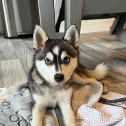 Daisie - Gray and white female Alaskan Klee Kai puppy in Beverly Hills, Florida from Lucky Charm Klee Kai