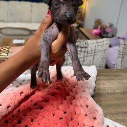Girl 4 - Black female Xoloitzcuintli puppy in Lakeview, California from Xchaman Xoloitzcuintli