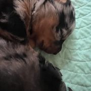 Harlequin Female 3 - Harlequin female Beauceron puppy in Floyd’s Knobs, Indiana from Birdwing Beaucerons