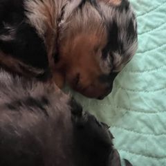 Harlequin Female 3 - Harlequin female Beauceron puppy in Floyd’s Knobs, Indiana from Birdwing Beaucerons