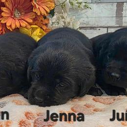Jenna, Jasmyn, or Juniper - Black female Labrador Retriever puppy in Gardnerville, Nevada from Jobs Peak Labradors
