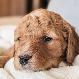 Goldendoodle Puppies from Table Rock Legacy Doodles