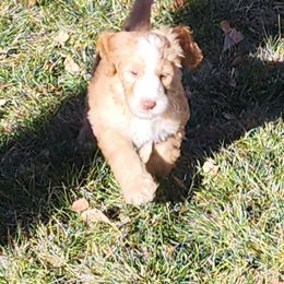 Sheepadoodle Puppies from Jaqueline Sparks