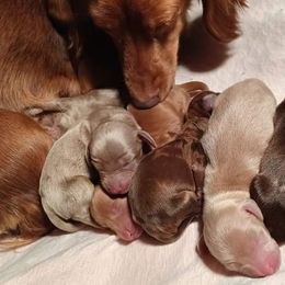 Dachshunds from Low Down Dashchuand